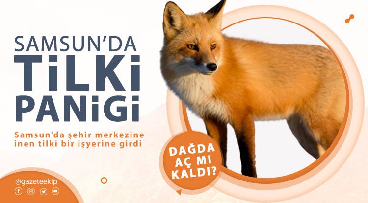 Aç kalan tilki şehre indi