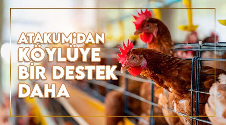 Atakum Belediyesi’nden kümes hayvancılığına destek