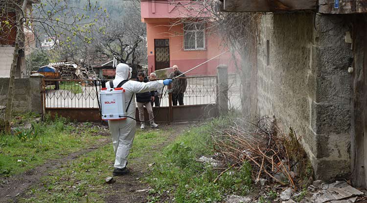Atakum'da kahverengi kokarca mücadelesi