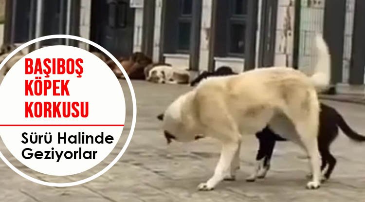 Başıboş köpekler tehlike oluşturuyor