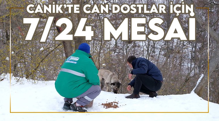 Canik Belediyesi can dostlar için 7/24 mesaide