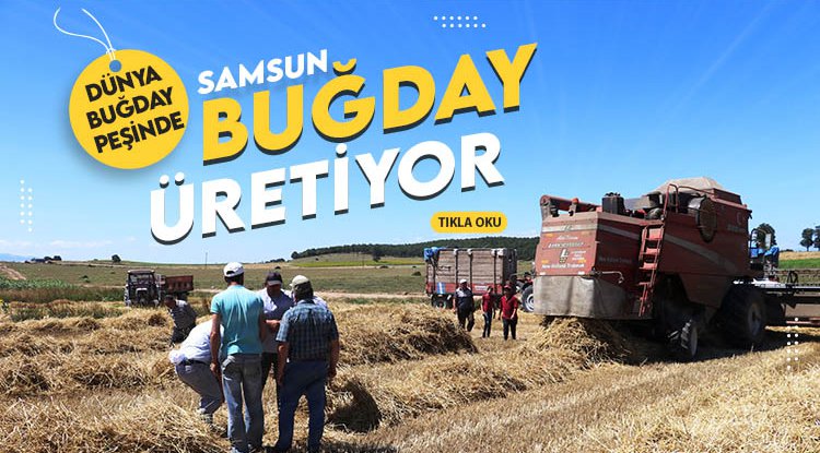 Dünya buğday arıyor, samsun üretiyor