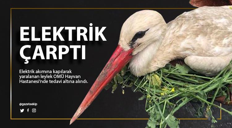 Elektrik çarpan yaralı leylek tedavi altında