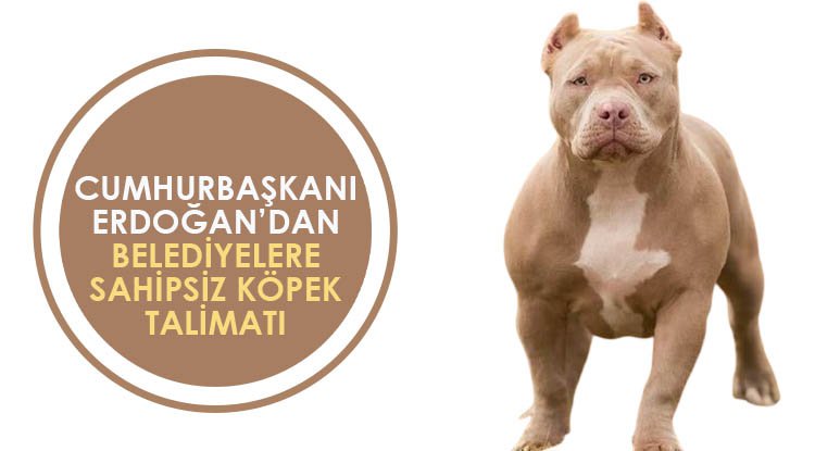 Erdoğan'dan sokak köpeği talimatı
