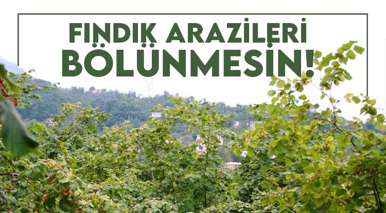 Fındıkta arazi bölünmesinin önüne geçilmeli