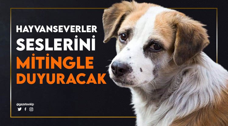 Hayvanseverler seslerini mitingle duyuracak