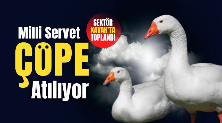 Kaz yetiştiriciliğinde milli servet çöpe atılıyor!