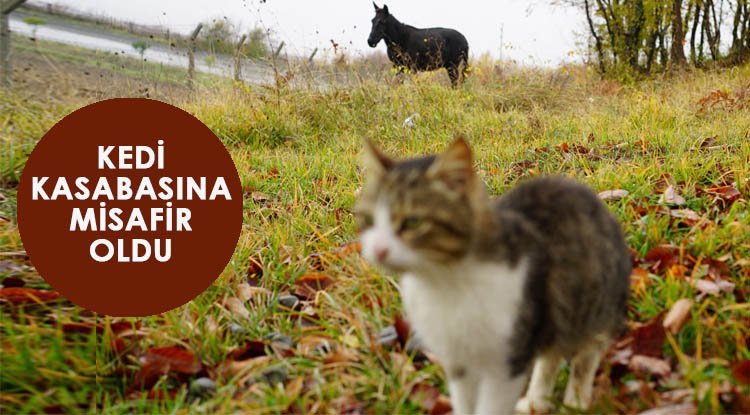 Kedi Kasabası'na misafir oldu