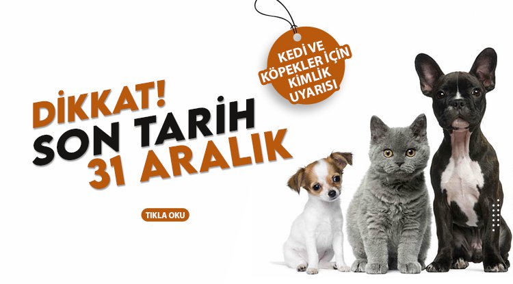 Kedi ve köpekler için 'kimlik' uyarısı: Son gün 31 Aralık