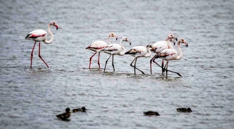 Kızılırmak'ta Flamingolardan Görsel Şölen
