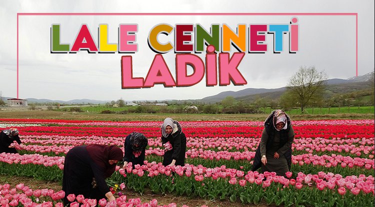 Ladik'te lale şenliği büyüledi