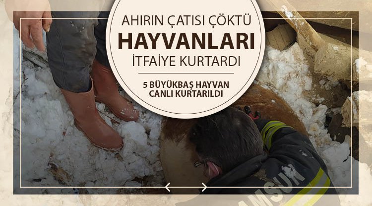 Mahsur kalan hayvanları itfaiye kurtardı