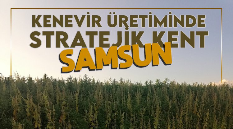 OMÜ'nün hedefi, kenevirde Türkiye markası olmak