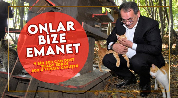 Samsun'da 9 bin 500 sokak hayvanı tedavi edildi