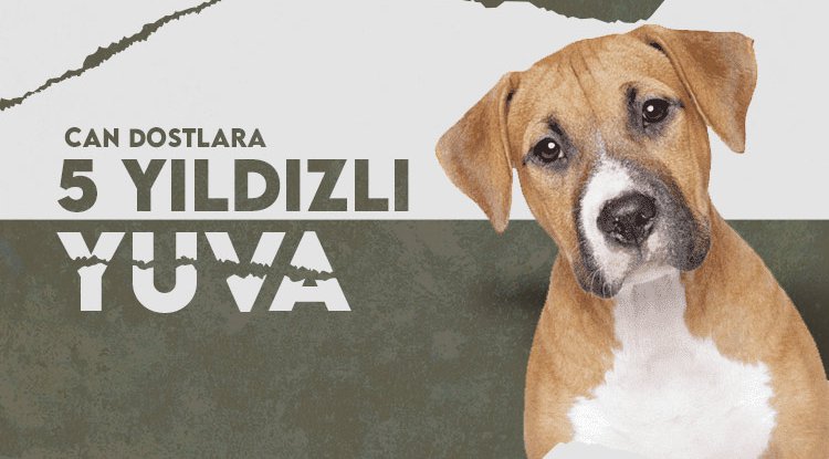 Samsun'da can dostlara 5 yıldızlı yeni yuva