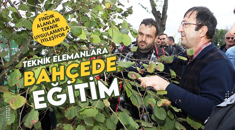 Samsun'da fındık alanları teknik uygulamalarla iyileşiyor