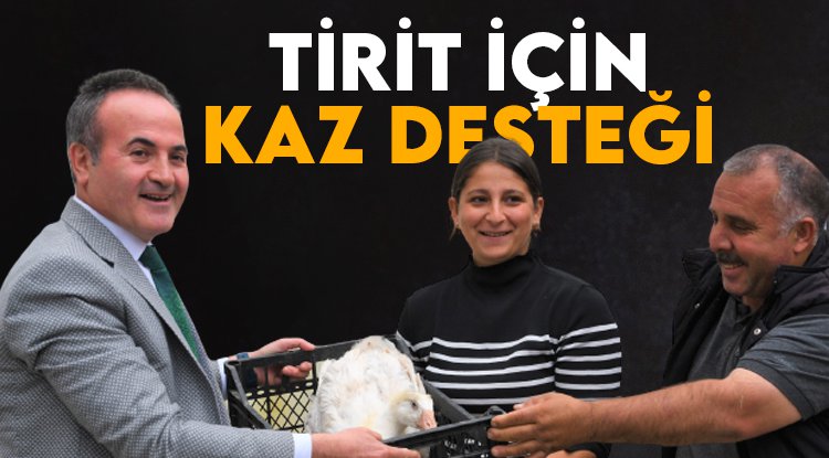 Samsun'da 30 kadın üreticiye bin 500 kaz palazı