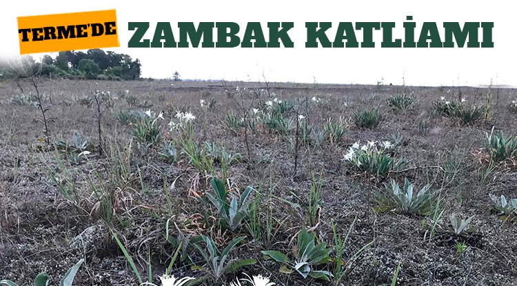 Samsun'da koruma altındaki zambaklar katledildi!
