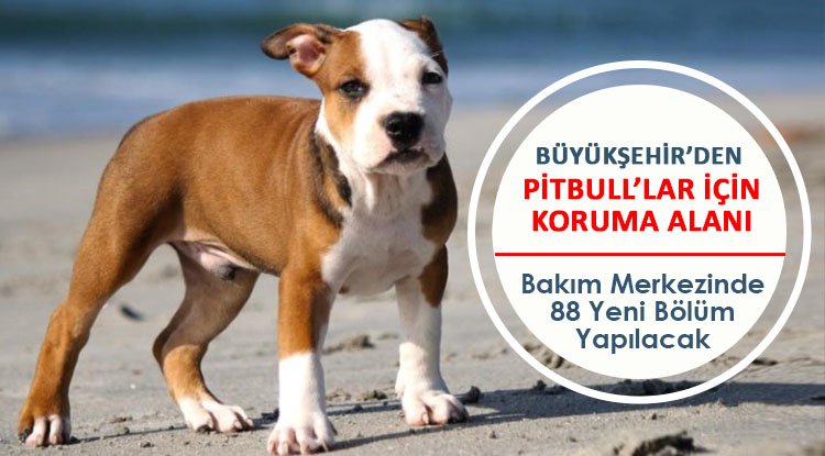Samsun'da Pitbull cinsi köpekler korumaya alınacak