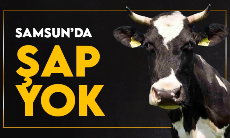Samsun'da şap hastalığına rastlanmadı