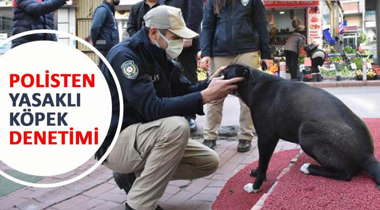 Samsun'da yasaklı köpek denetimi