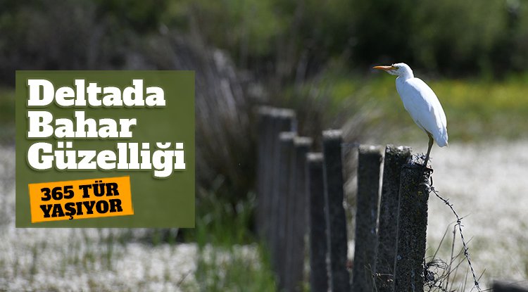 Samsun Kızılırmak Deltası’nda bahar güzelliği