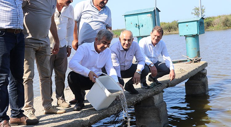 Samsun sularına rekor sayıda sazan balığı yavrusu bırakıldı