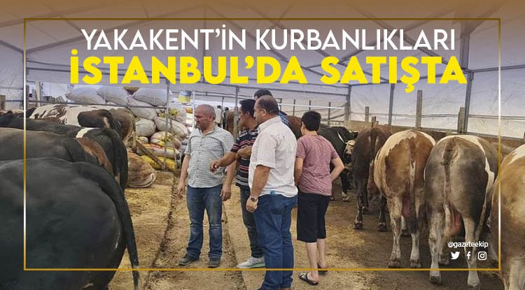 Yakakent'in kurbanlıkları İstanbul'da