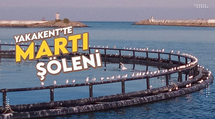 Yakakent'te martı şöleni