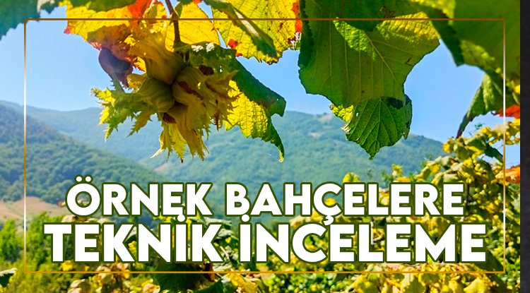 Yakakent'te örnek fındık bahçelerine teknik inceleme
