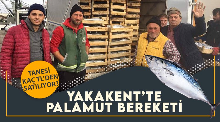 Yakakent'te palamut bereketi