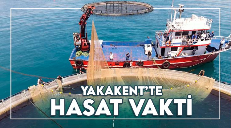 Yakakent'te Türk Somonu hasadı başladı