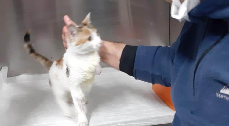 Yaralı kedi şefkatli ellerde sağlığına kavuştu