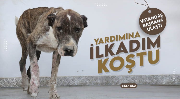Yaralı köpeğin yardımına İlkadım Belediyesi koştu